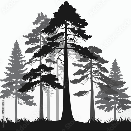 Redwood trees silhouette. This image shows a black silhouette of towering redwood trees, also known as Sequoia sempervirens, with detailed branches and foliage. Vector clipart illustration design.