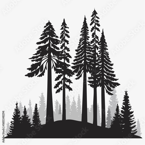 Redwood trees silhouette. This image shows a black silhouette of towering redwood trees, also known as Sequoia sempervirens, with detailed branches and foliage. Vector clipart illustration design.