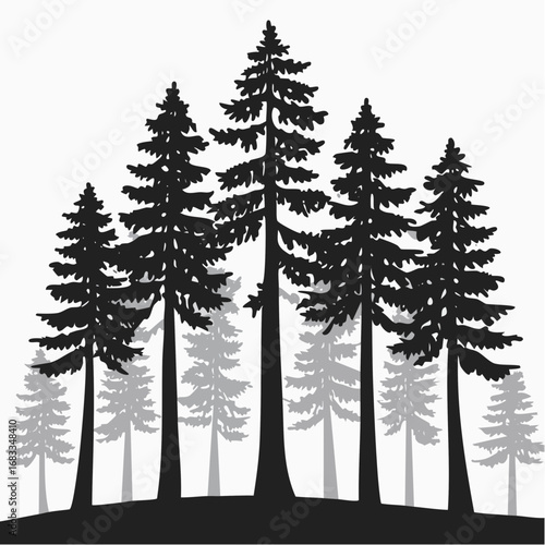 Redwood trees silhouette. This image shows a black silhouette of towering redwood trees, also known as Sequoia sempervirens, with detailed branches and foliage. Vector clipart illustration design.