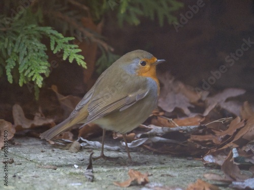 Rotkehlchen am Boden