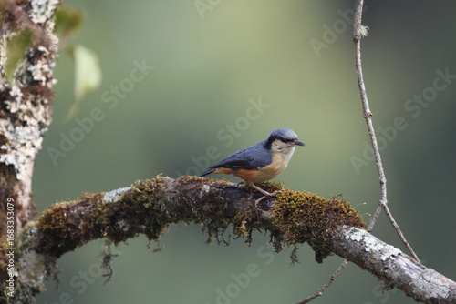 Photography The white-tailed nuthatch (Sitta himalayensis) is a species of bird in the family Sittidae