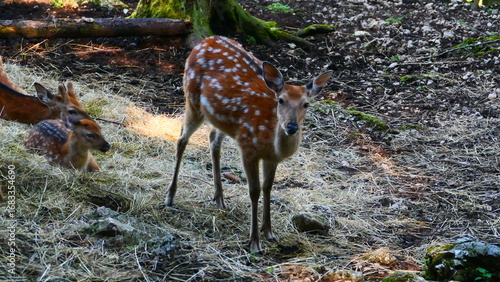 Fototapeta Naklejka Na Ścianę i Meble -  Sikahirschkuh mit Jungen 