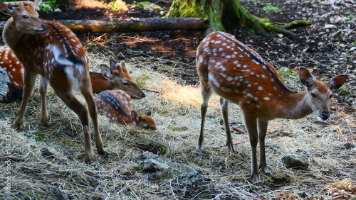 Fototapeta Naklejka Na Ścianę i Meble -  Sikahirschkühe mit Jungen