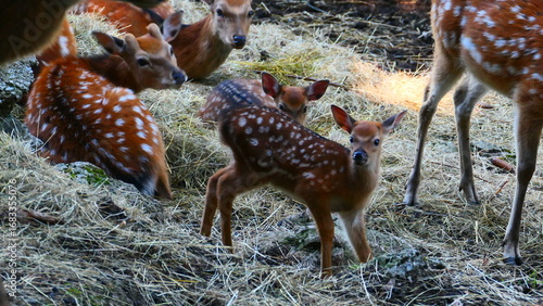 Fototapeta Naklejka Na Ścianę i Meble -  Sikahirschgruppe mit Jungen 
