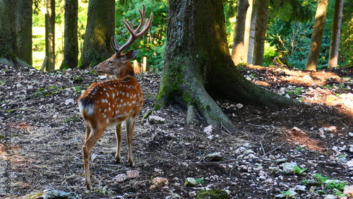 Fototapeta Naklejka Na Ścianę i Meble -  Sikahirsch im Naturpark Hohe Wand 