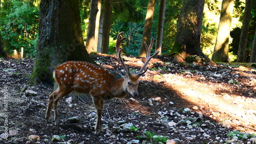 Fototapeta Naklejka Na Ścianę i Meble -  Sikahirsch im Wildpark