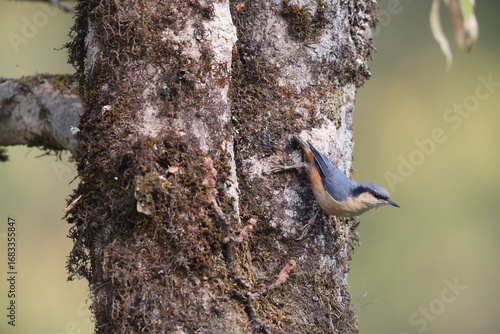 Photography The white-tailed nuthatch (Sitta himalayensis) is a species of bird in the family Sittidae