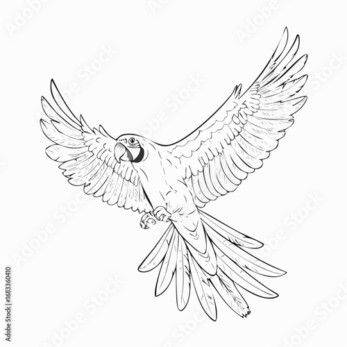Flying parrot drawing. This black and white outline depicts a parrot or parakeet in dynamic flight with its wings spread, ideal for coloring. Vector sketch line art draw.