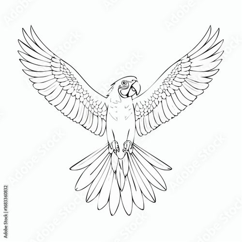 Flying parrot drawing. This black and white outline depicts a parrot or parakeet in dynamic flight with its wings spread, ideal for coloring. Vector sketch line art draw.
