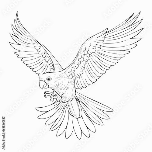 Flying parrot drawing. This black and white outline depicts a parrot or parakeet in dynamic flight with its wings spread, ideal for coloring. Vector sketch line art draw.