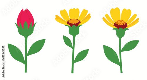 Stages of flower growth a bud blooming into full bloom vibrant colors and simple design perfect for nature projects