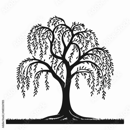 Weeping willow silhouette. This image presents a black silhouette of a weeping willow tree, showcasing its flowing branches and delicate foliage. Vector clipart illustration design.