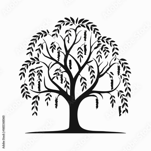 Weeping willow silhouette. This image presents a black silhouette of a weeping willow tree, showcasing its flowing branches and delicate foliage. Vector clipart illustration design.