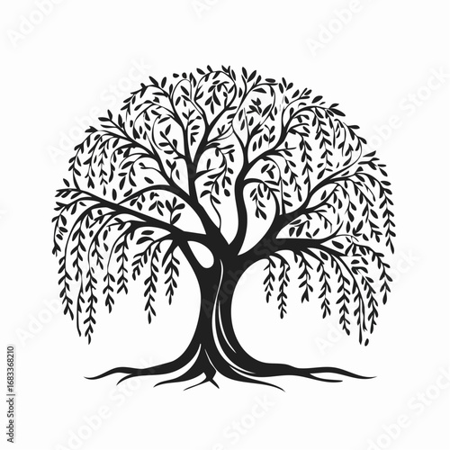 Weeping willow silhouette. This image presents a black silhouette of a weeping willow tree, showcasing its flowing branches and delicate foliage. Vector clipart illustration design.
