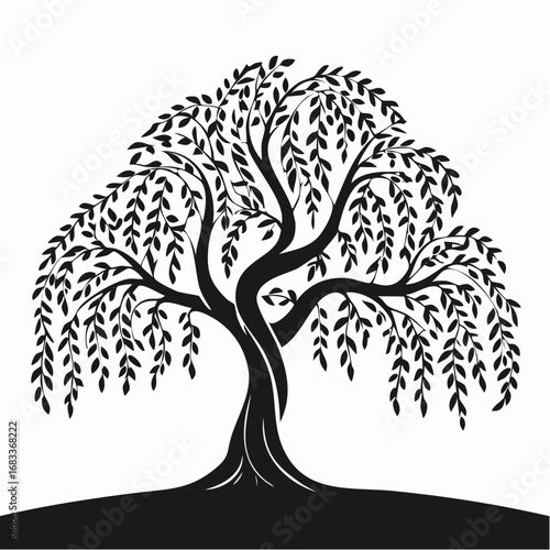 Weeping willow silhouette. This image presents a black silhouette of a weeping willow tree, showcasing its flowing branches and delicate foliage. Vector clipart illustration design.