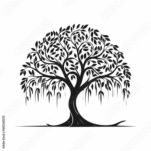Weeping willow silhouette. This image presents a black silhouette of a weeping willow tree, showcasing its flowing branches and delicate foliage. Vector clipart illustration design.