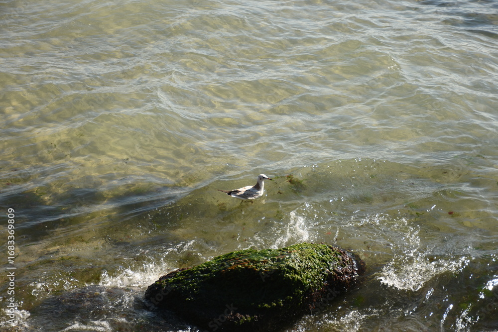 Obraz premium Seagull resting on seawater next to a mossy rock with algae, peaceful marine scene with natural details.