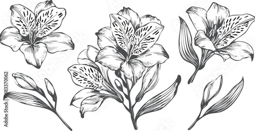 Delicate floral illustration with detailed petals and leaves botanical sketch