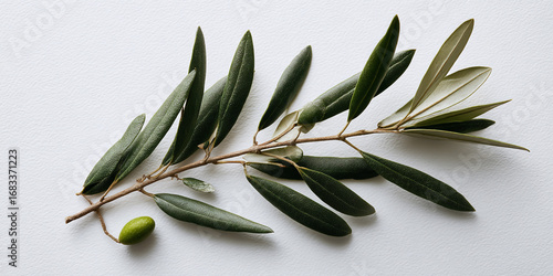 Olive branch with green leaves and olive isolated on white background