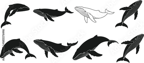 Graceful whales in various poses, some leaping and others swimming in the ocean.