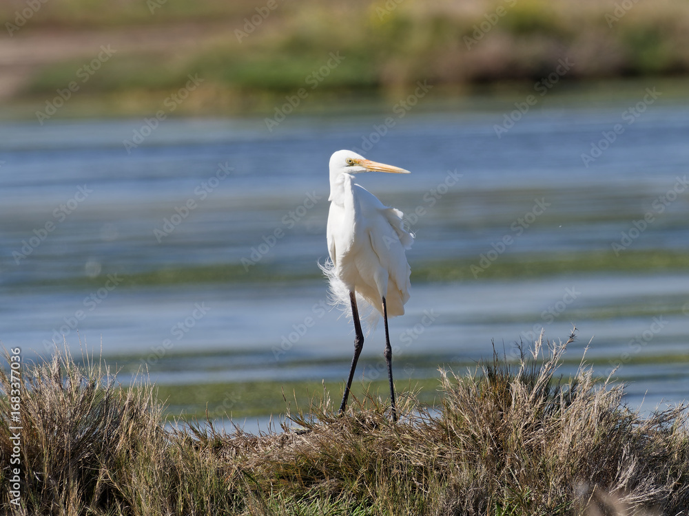 Obraz premium Great Egret (Ardea alba)standing on a grass shoreline with water in background