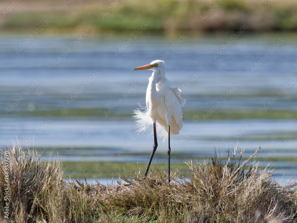 Fototapeta premium Great Egret (Ardea alba)standing on a grass shoreline with water in background