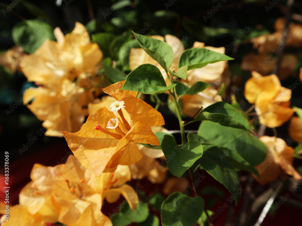 Obraz premium The yellow paper flower, or bougainvillea, with the scientific name bougainvillia spectabilis, is a popular ornamental plant. Its beauty stems from its bright, eye-catching petals.