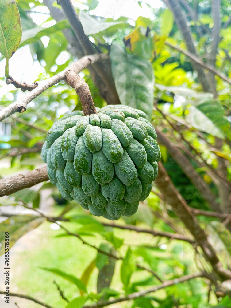 Obraz premium Fresh sugar apple fruit hanging on a tree branch, captured in natural light with green leaves in the background. Perfect for concepts of tropical farming, organic produce, and exotpapaya fruit on tree