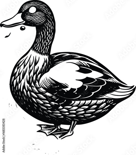 vector illustration of duck on white background