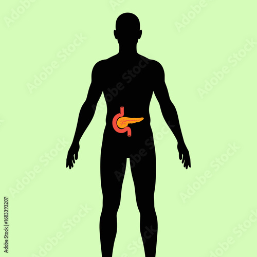 Understanding the pancreas its crucial role in digestion and hormone regulation within the human body