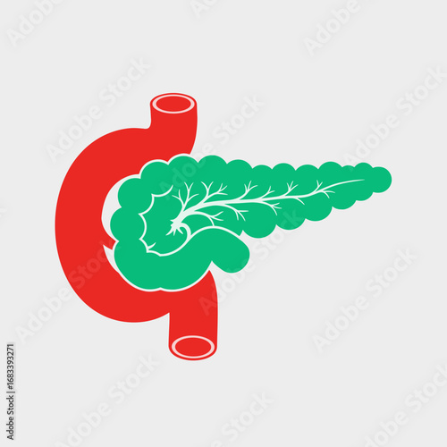 Understanding the anatomy and physiology of the pancreas and duodenum