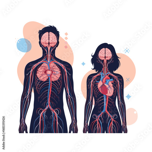 Detailed illustration of the human circulatory system arteries and veins in male and female figures