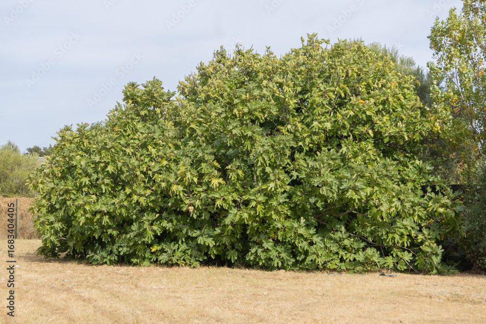 Fototapeta premium Large fig tree growing in dry grass field on sunny day