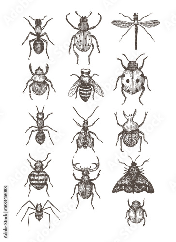 Collection of vintage insect illustrations including beetles, ants, dragonfly, and moth, detailed hand drawn entomology sketches.