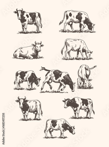 Vintage farm cow sketches in engraving style, classic livestock drawing ideal for dairy, ranch, and countryside themes.