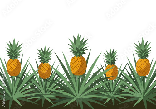 5 pineapples sprout amidst dense spiky leaves in a neatly arranged field