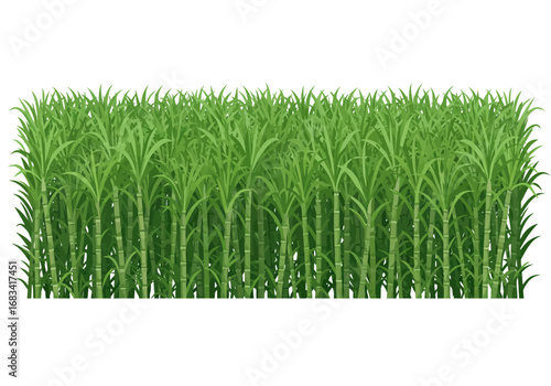 A dense cluster of sugarcane plants with green stalks and leaves
