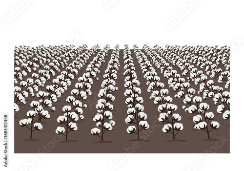 A cotton field with rows of plants stretching into the distance