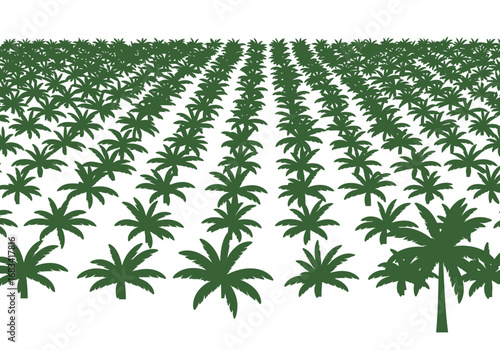 Aerial view shows palm trees arranged in tidy rows across the landscape