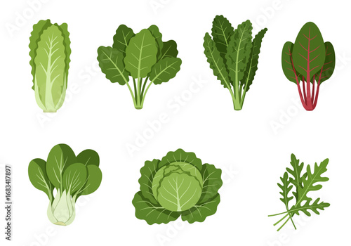 An assortment of drawn green leafy vegetables arranged on a white background