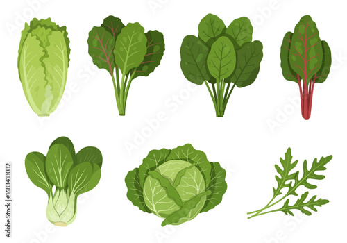 An illustration of several leafy vegetables arranged in two rows on a white background