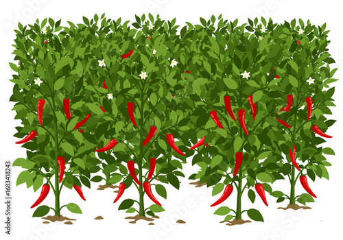 Chili pepper plants are in full bloom with green leaves and red peppers creating a bountiful garden scene
