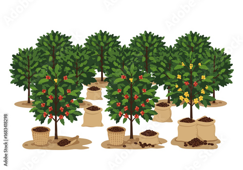 Coffee plantation with trees bearing red and yellow fruit harvested beans in baskets and sacks