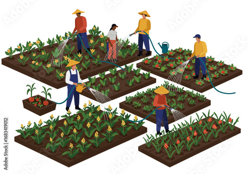 Farmers tend crops in separate plots watering plants with hoses and watering cans