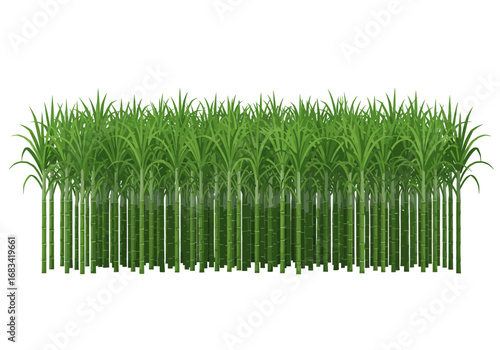 Field of green sugarcane plants dense  tall with vertical stalks and leafy tops
