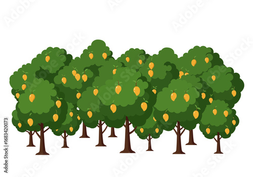 Mango grove with rows of fruiting trees under an overcast sky