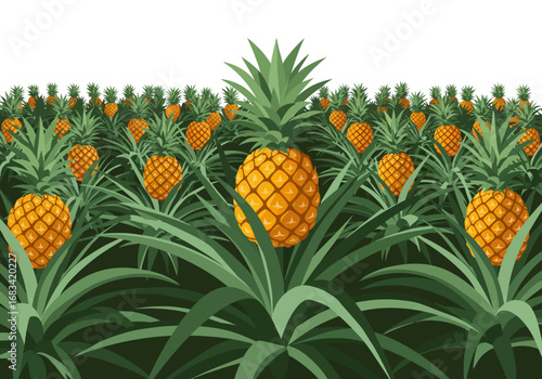 Pineapple field with rows of pineapples and plants