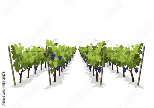 Rows of grapevines with dark purple grapes leaves and wooden posts in a vineyard setting