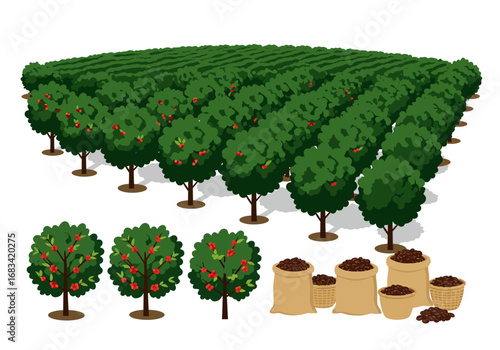 Rows of lush trees bearing red fruit with sacks and baskets of harvested beans nearby