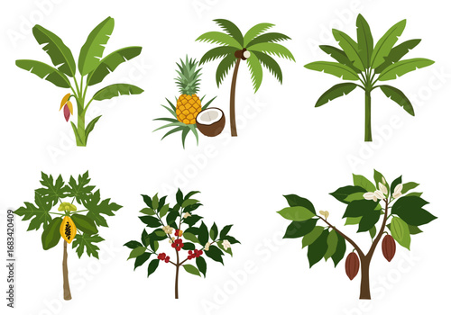 Six tropical plants are depicted including bananas pineapple coconut papaya coffee and cocoa